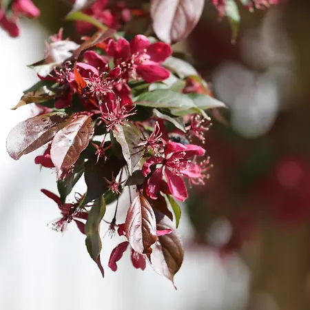 Domblick An Der Freiheit