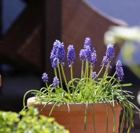 Domblick An Der Freiheit *